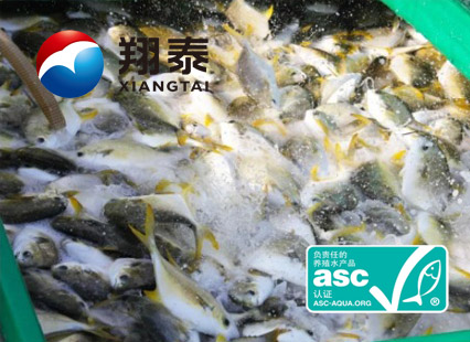 全球首家！海南翔泰漁業(yè)榮獲全球首張ASC金鯧魚網(wǎng)箱養(yǎng)殖認(rèn)證證書